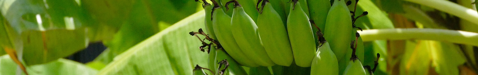 banana-banner