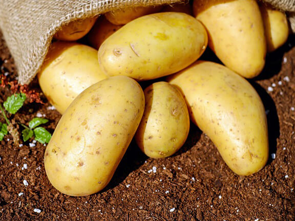 potato-tubers