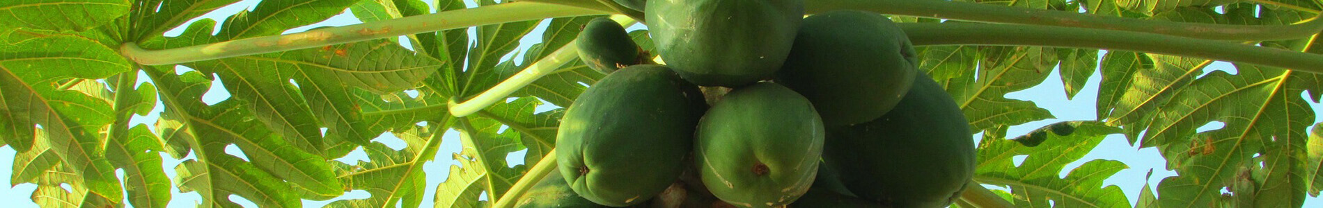 seedling-papaya-banner