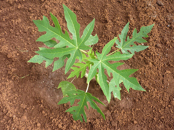 seedling-papaya