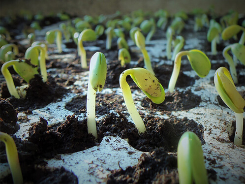 seedlings