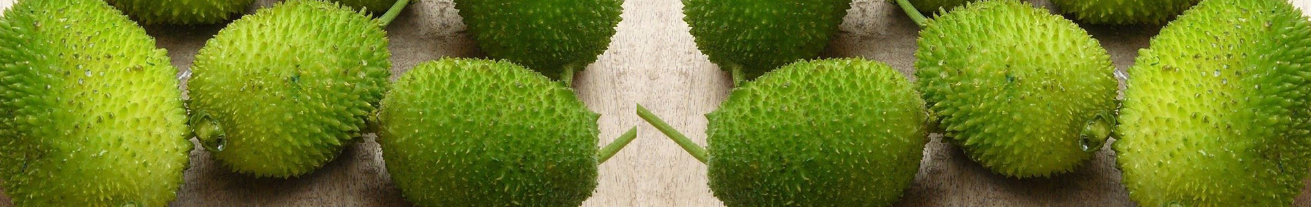 spine-gourd-banner