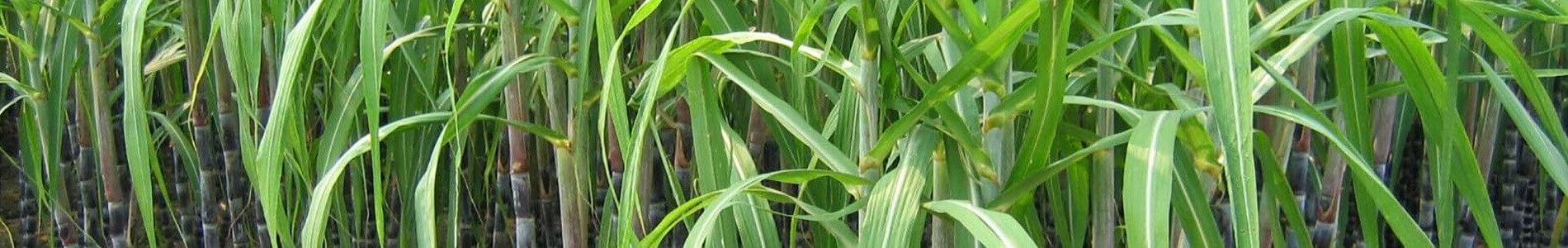 sugarcane-plant