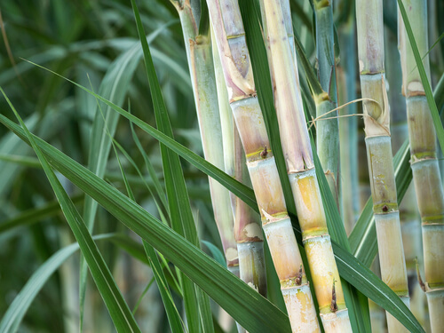 sugarcane