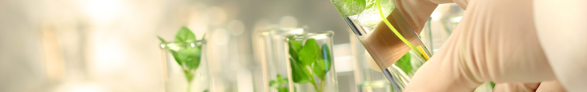 tissue-culture-plants-banner