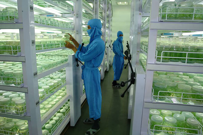 tissue-culture-plants